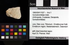 Foto (Objket + Etiketten) von Goniodromitidae indet. 